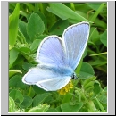 Polyommatus icarus - Hauhechelblaeuling m01.jpg